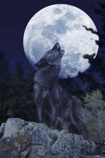 European Wolf (canis lupus), Adult Baying at the Moon