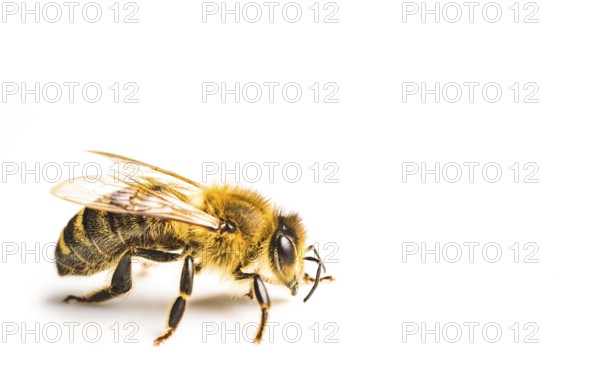 Honey bee macro, isolated on white background. Bee concept. Copy space on right