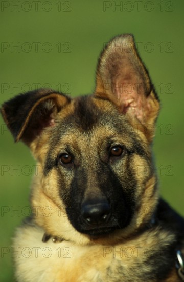 German Shepherd Dog, Puppy