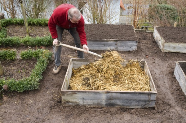Cold frame, manure bed, straw and manure is filled in