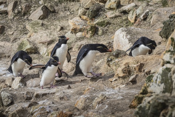 Rockhopper penguins (Eudyptes chrysocome) on the way to their colony, Pebble Island, Falkland Islands, Great Britain, South Atlantic, South America