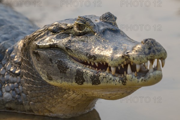 Caiman (Caimaninae), Crocodile (Alligatoridae), crocodile (Crocodylia), animal portrait, Pantanal, inland, wetland, UNESCO Biosphere Reserve, World Heritage Site, wetland biotope, Mato Grosso, Brazil, South America