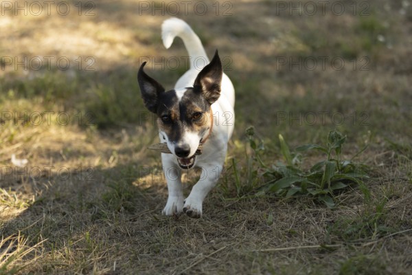 Close-up portrait of a cute happy dog jack russell terrier playing in park outdoors, running