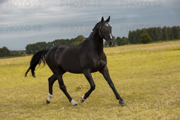 Black warmblood gelding in the meadow, Germany, Europe