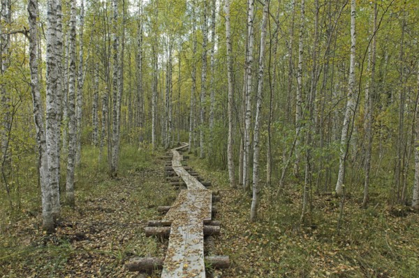 Nature trail with wooden duckboards in autumn forest with leaves on the ground
