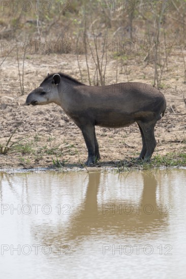 Lowland tapir (Tapirus terrestris), reflection, Pantanal, inland, wetland, UNESCO Biosphere Reserve, World Heritage Site, wetland biotope, Mato Grosso, Brazil, South America