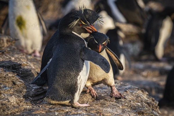 Rockhopper penguins (Eudyptes chrysocome) arguing, Pebble Island, Falkland Islands, Great Britain, South Atlantic, South America