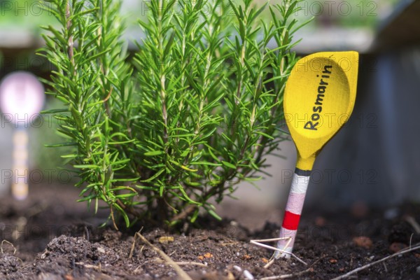 Aromatic and healthy herbs growing in a raised bed in the own garden. Rosemary