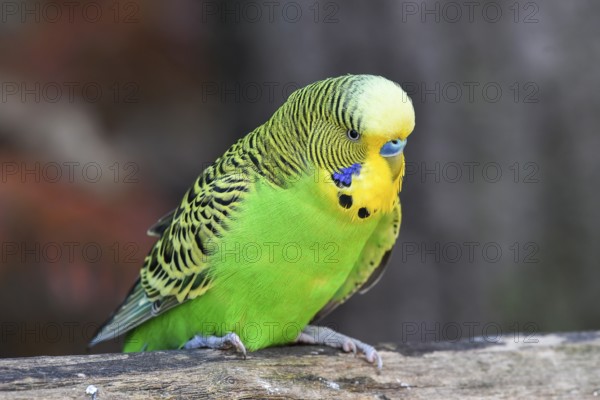 Wild green Budgie (Melopsittacus undulatus), male, sitting on a branch, Origin Australia, captive, Germany, Europe