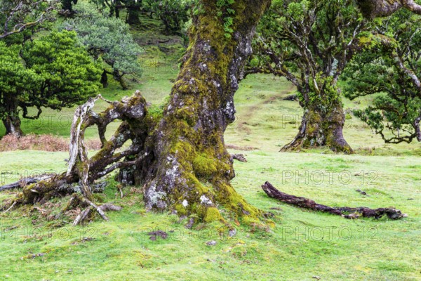 Moss and plant covered ancient laurel trees, Old laurel forest, stinkwood (Ocotea foetens), Laurisilva, UNESCO World Heritage Site, Fanal, Madeira Island, Portugal, Europe