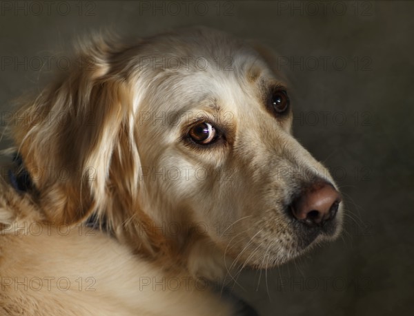 Portrait of a Golden Retriever Dog