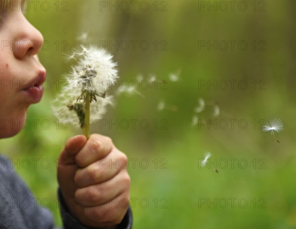 Little boy & dandelion