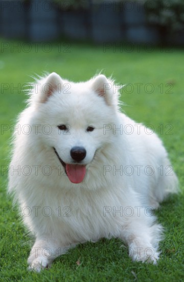 Samoyed