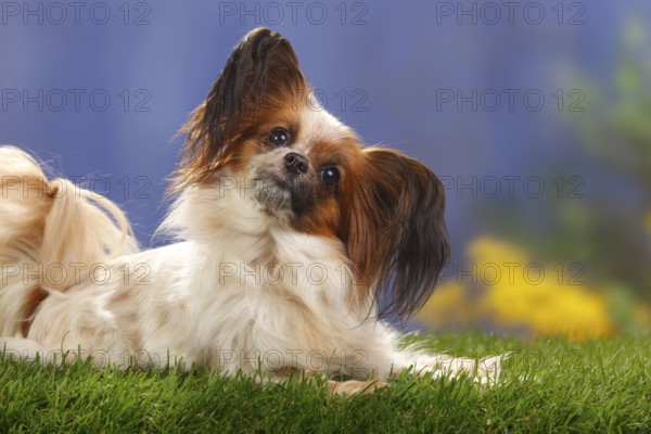 Papillon, butterfly dog, continental dwarf spaniel