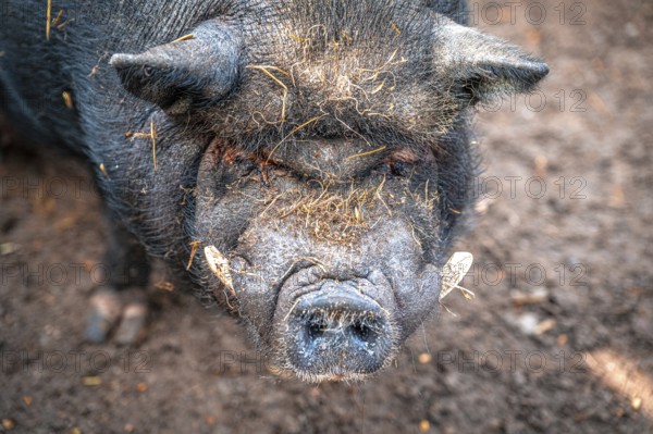 Vietnamese pot-bellied pig (Sus scrofa domesticus) in its territory, Eisenberg, Thuringia, Germany, Europe