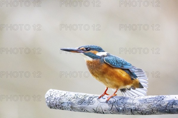 Kingfisher (Alcedo atthis) Germany
