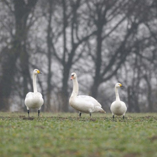 Family reunion... Whooper Swan, Mute Swan, Bewick's Swan (Cignus spec.), rare encounter, three different swan species sitting next to each other, photo allows good comparison of the respective identification features, distinguishing features, differences, native nature, Lower Rhine, Rhineland, North Rhine-Westphalia, Germany, Western Europe, Europe