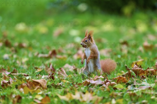 Eurasian squirrel (Sciurus vulgaris), in the middle of an autumn meadow full of leaves with a nut, Germany, Europe