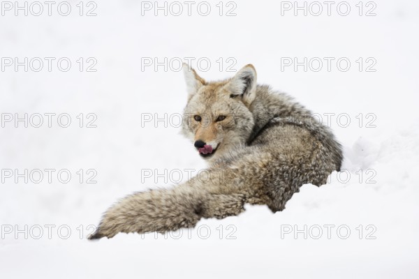Attentive... Coyote (Canis latrans) in deep winter, lying in the snow, looking around, licking its muzzle, long-haired, thick winter coat, Yellowstone, Wyoming, North America, United States of America