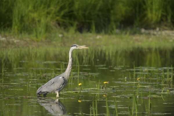 Grey heron (Ardea cinerea), water, hunting, Lower Austria