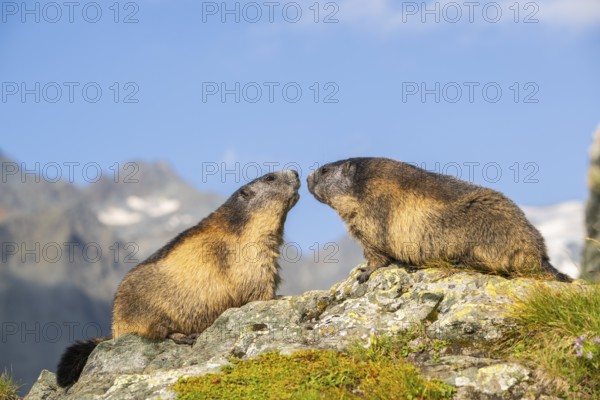 Alpine marmot (Marmota marmota) in autumn, Grossglockner, High Tauern National Park, Austria, Europe