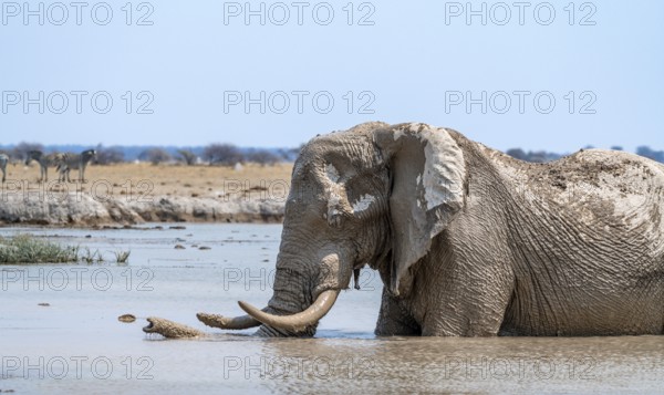 African elephant (Loxodonta africana), adult, standing in water, at a waterhole, Nxai Pan National Park, Botswana, Africa