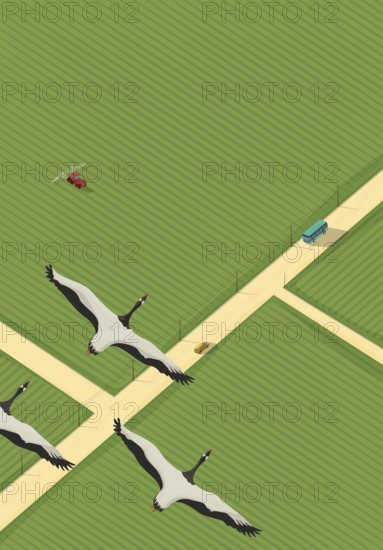 Vector background with road, green fields, cars, tractor and flying geese, isometric background with copy space