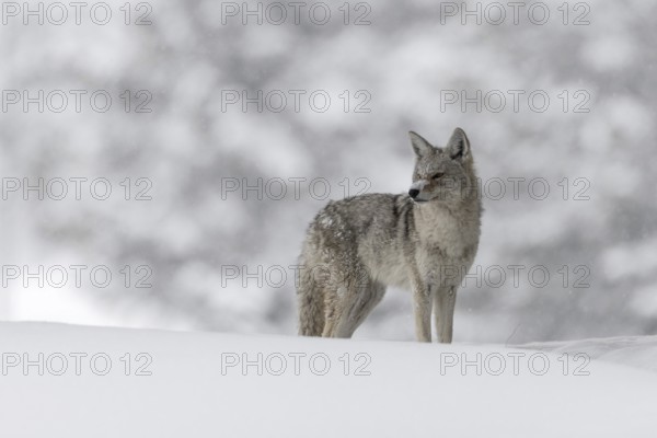 In a winter wonderland... Coyote (Canis latrans) standing on a small hill in heavy snow, looking into the distance, heavy snowfall and freezing cold, has snowflakes in his fur and on his nose, looks funny, Yellowstone, Wyoming, North America, United States of America