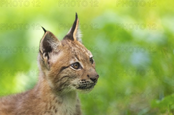 Eurasian lynx (Lynx lynx) youngster, portrait, Bavaria, Germany, Europe