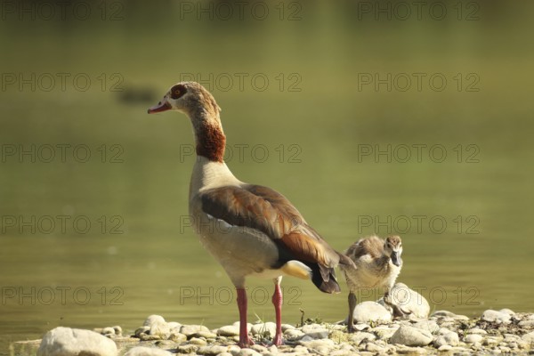Egyptian goose (Alopochen aegyptiaca) adult and juvenile in a gravel pit, Allgäu, Bavaria, Germany, Allgäu, Bavaria, Germany, Europe