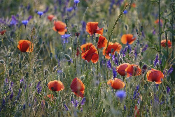 Picturesque beautiful poppies, June, Germany, Europe