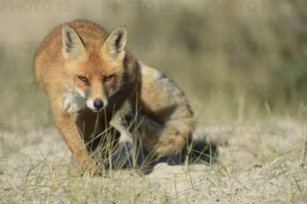 Sly look... Red fox (Vulpes vulpes) hunting, frontal view, sneaking up, North Rhine-Westphalia, Germany, Western Europe, Europe