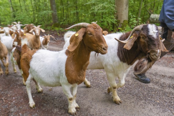 Brown and white goat herd and shepherd walking along a forest path, Gechingen forest pasture, compensation project for the Hermann Hesse railway to create ecological habitats for endangered species, Calw district, Germany, Europe
