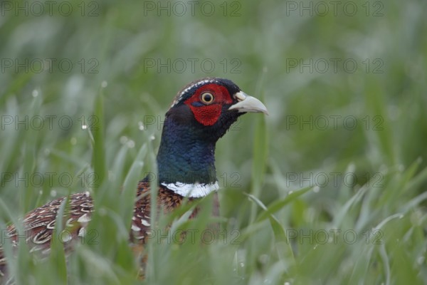 Close up... Hunting pheasant (Phasianus colchicus), pheasant, colourful cock creeps carefully through a young grain field, looks around again and again, detailed close-up, head portrait, Lower Rhine, North Rhine-Westphalia, Germany, Western Europe, Europe