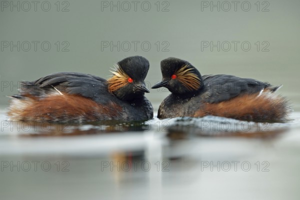 Bright red eyes... Black-necked Grebe (Podiceps nigricollis) in beautiful breeding plumage, summer dress, rare, relatively unknown native waterfowl of the grebe genus, pair, couple, swimming breast to breast opposite, typical courtship behaviour, waterfowl, native nature, Lower Rhine, Rhineland, North Rhine-Westphalia, Germany, Western Europe, Europe