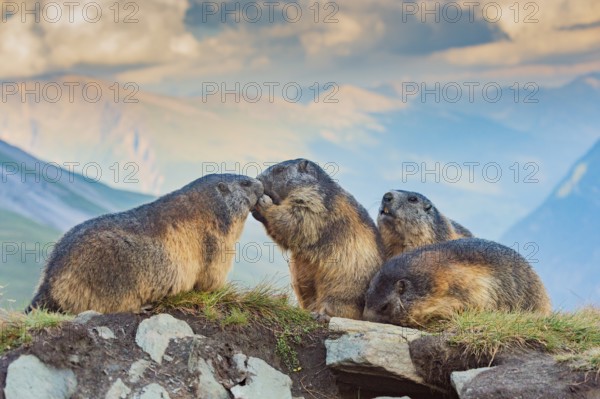 Alpine marmot (Marmota marmota) in autumn, Grossglockner, High Tauern National Park, Austria, Europe