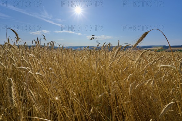 A sunny rye grain field stretches under a steel-blue sky, summer, Wenkheim, Werbach, Baden-Württemberg, Germany, Europe