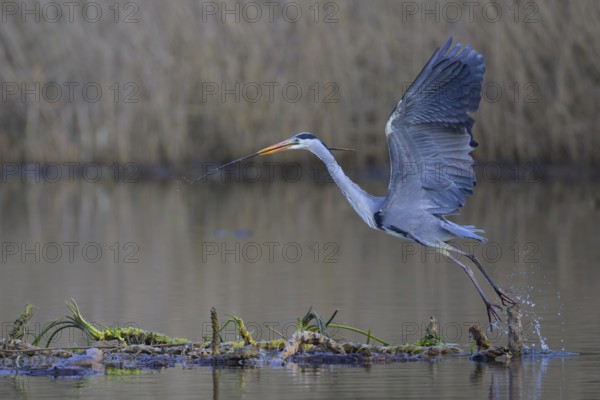 Grey heron (Ardea cinerea), starting from floating roots of water lily with branch in beak, Neckar valley, Baden-Württemberg, Germany, Europe