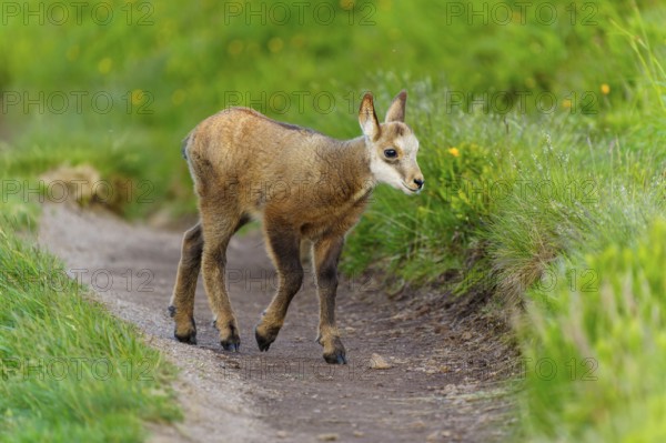 A young fawn on a path between lush, green meadows in spring, chamois, chamois, (Rupicapra rupicaprae), wildlife, Vosges, France, Europe