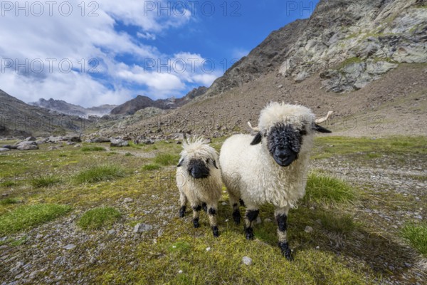 Two Valais Blacknose sheep (Ovis gmelini aries), high alpine mountain valley, Obere Senner Egete, Stubai Alps, near Ridnaun, South Tyrol, Italy, Europe