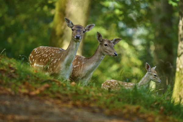Fallow deer (Dama dama), female, three fallow deer with fawn standing close together, vigilantly observing the surroundings, Germany, Europe