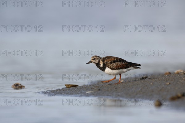 Typical wading bird on the North Sea coast... Ruddy turnstone (Arenaria interpres), male in splendid plumage, native birds, animals, nature, North Holland, Netherlands, Western Europe