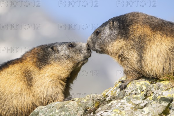 Alpine marmot (Marmota marmota) in autumn, Grossglockner, High Tauern National Park, Austria, Europe
