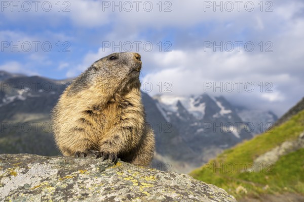 Alpine marmot (Marmota marmota) in autumn, Grossglockner, High Tauern National Park, Austria, Europe