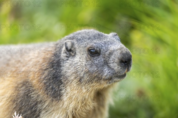 Alpine marmot (Marmota marmota) in autumn, Grossglockner, High Tauern National Park, Austria, Europe