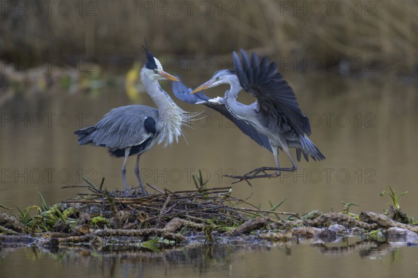 Grey heron (Ardea cinerea), breeding pair building a nest on the floating roots of the water lily, Neckar valley, Baden-Württemberg, Germany, Europe