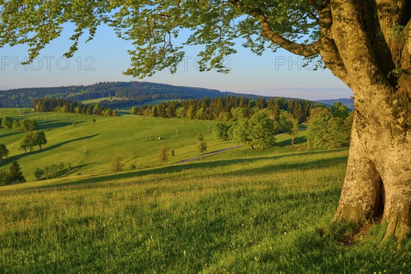 A large tree stands at the edge of a wide green meadow with rolling hills in the background, spring, Schauinsland, Freiburg im Breisgau, Black Forest, Baden-Württemberg, Germany, Europe
