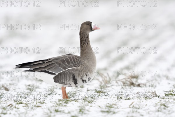 White-fronted goose (Anser albifrons) in winter on farmland covered with snow, Nordic winter visitor, wild geese overwinter in large numbers on the Lower Rhine, native wildlife, wildlife, Europe, Lower Rhine, North Rhine-Westphalia, Germany, Western Europe, Europe