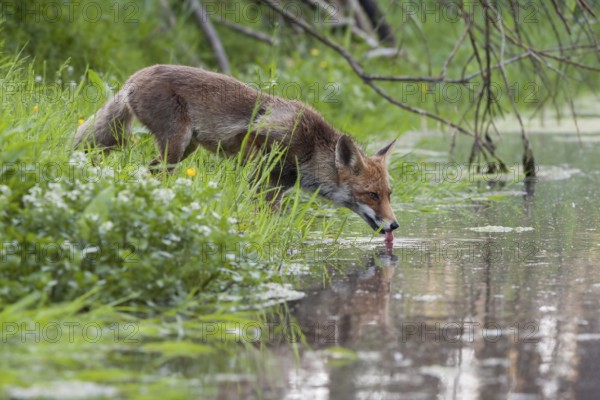 Drinking fox... Red fox (Vulpes vulpes) is thirsty, drinking from a small body of water, natural environment, photo taken in spring, short-haired summer coat, native nature, North Holland, Netherlands, Western Europe