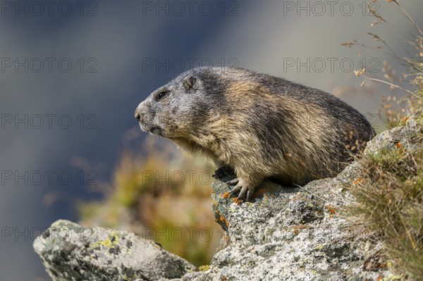 Alpine marmot (Marmota marmota) in autumn, Grossglockner, High Tauern National Park, Austria, Europe